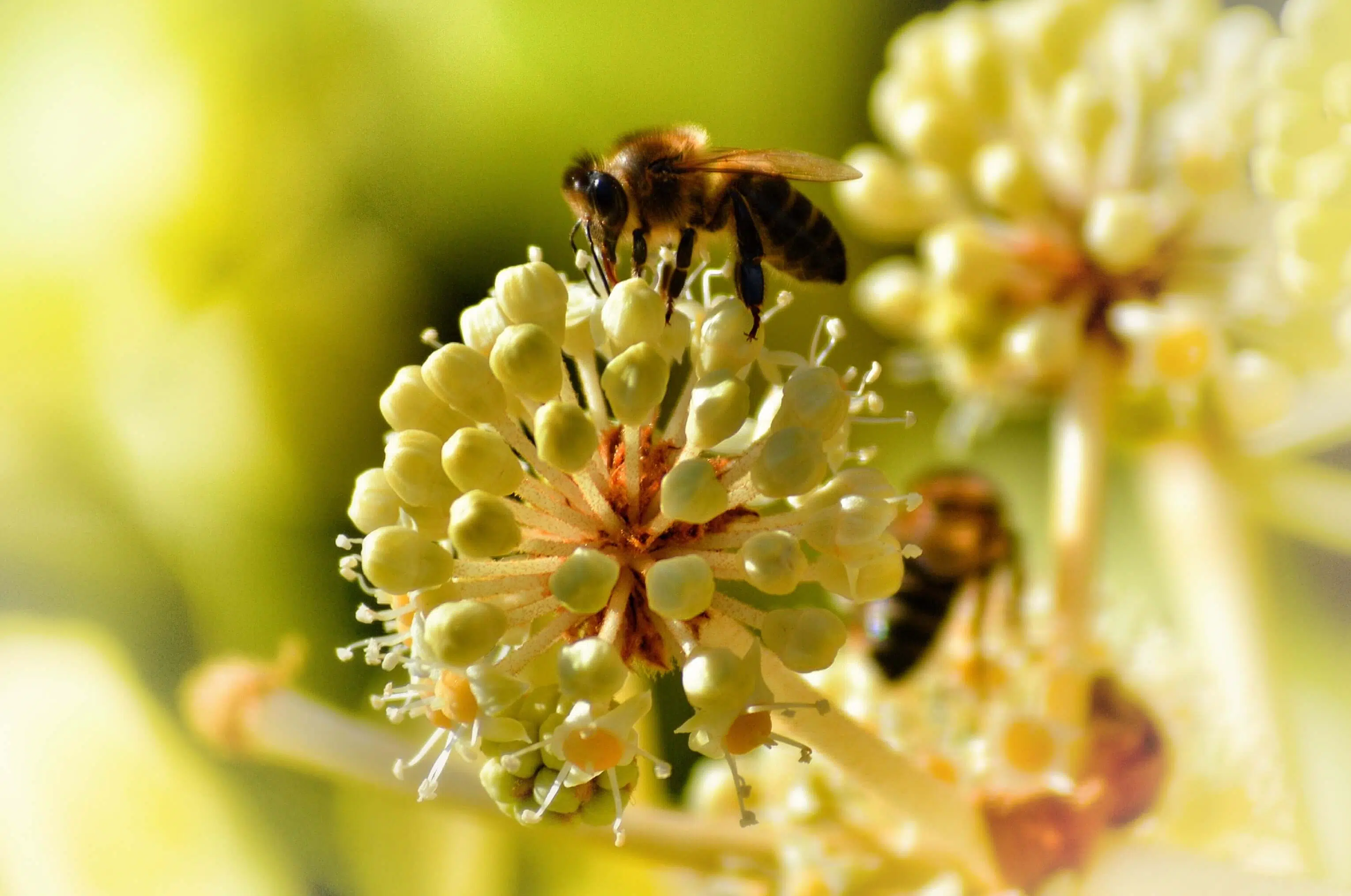 Une abeille sur une fleur