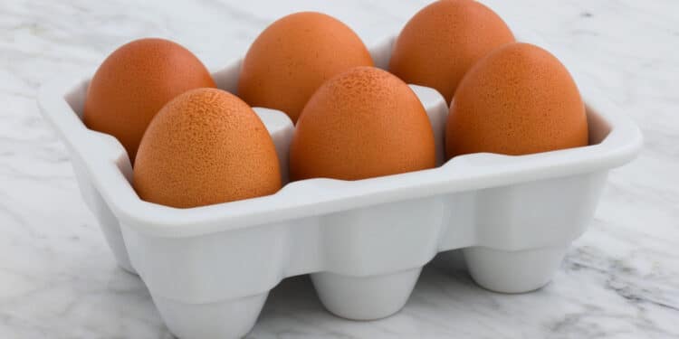 Professionnels : comment bien choisir son fournisseur d’œufs ?
